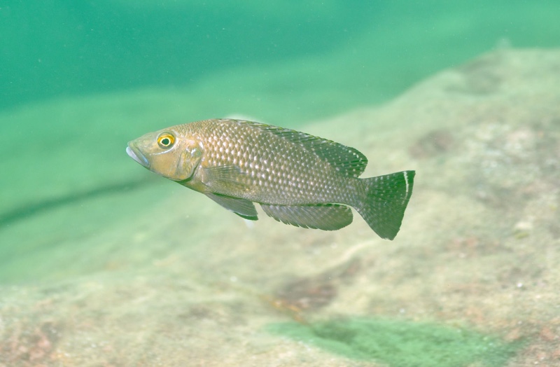 Lamprologus callipterus 'Isanga Bay'